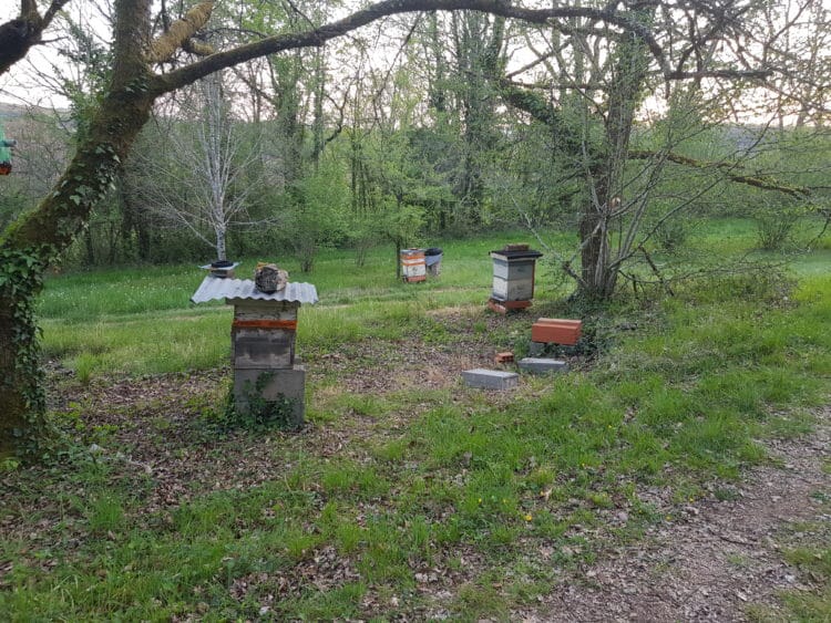 Pierre LEMESTROFF protège les abeilles noires