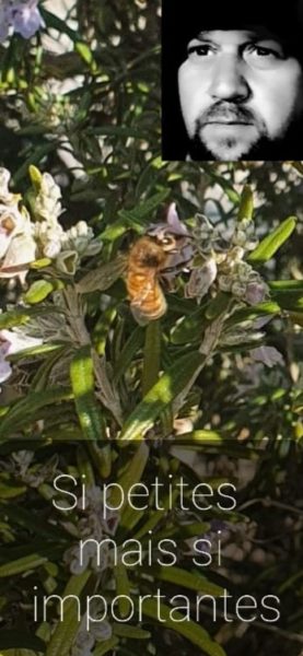Essaim abeille vaucluse 84